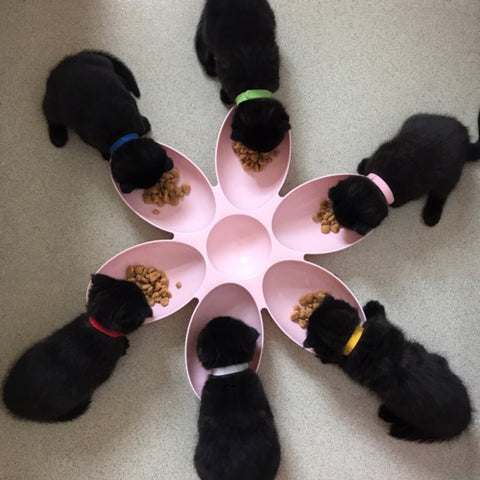 Pet's Flower Feeding Plate