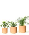 Rome Terracotta Plant Pots Garden Planters Set 3 Indoor Outdoor Ceramic Plant Pots with Saucers