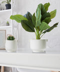 Ceramic Plant Pot Set with Handles - Indoor & Outdoor Planters - Aged White Gloss Finish