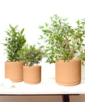 Rome Terracotta Plant Pots Garden Planters Set 3 Indoor Outdoor Ceramic Plant Pots with Saucers